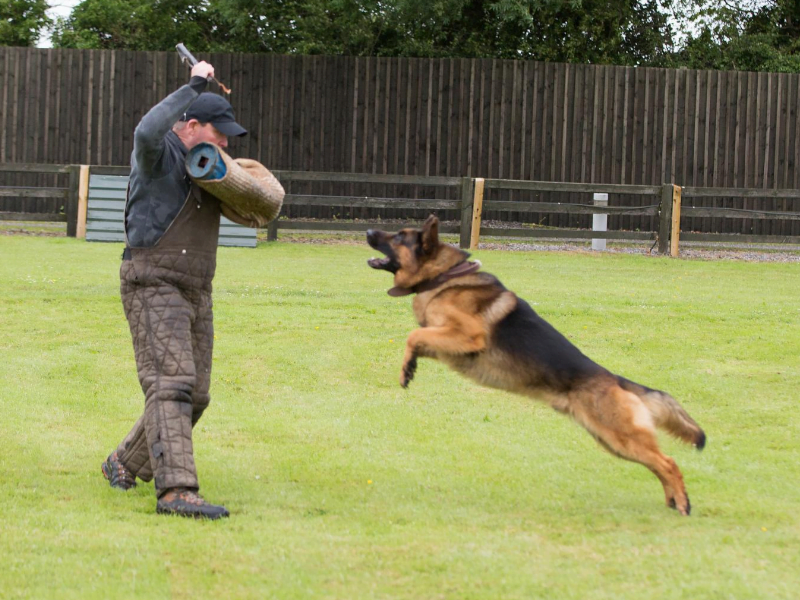 German Shepherd Show Dog Protection Training