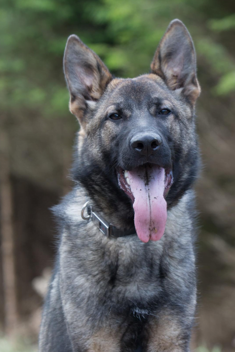 What is IGP? - Liberty K9 Training UK